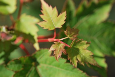 Acer micranthum - javor malokvětý (62) 